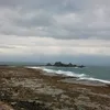 theymoss