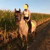 zwuggis_horselife