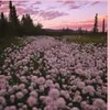 userlkoqpffiyx