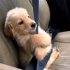 dobby_161