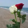 mounirsamir651