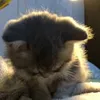 iwwyoung