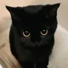 mabxdxdxd