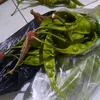 skidipappap10