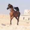 asad_ksa_