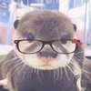whoevenaskedu