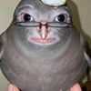 rufus_ionix