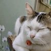 dede_11_02_65