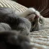 smeshnie_lapki