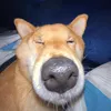 chinesedoritoman