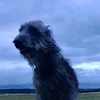 ggusta._