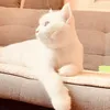 moonmoonchanel