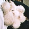 dy7q7vydppx4