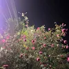 thaonhi_608