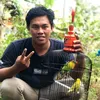 Jay