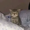 cnmelsilly