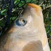 tonixer25