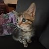 .ariira