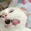 ivttzk_