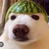 ninjamaxpr