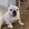 vito_gus