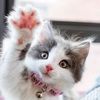imadreamer061998