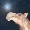 aladwani