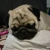 nongniqt