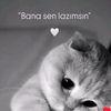 user7950480116273