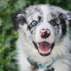 dog_mama1604