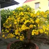 codoclua