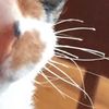 messywhiskers62