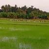 prayoon957