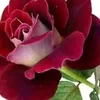 amir__125
