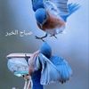 dyq8rj7iszsb
