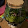 chemo_fish_
