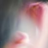 hsfm_0