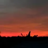 california_194