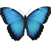 butterfly.333r