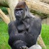 kingkong34002