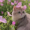 f_z_b_n_sm