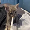 karma4115