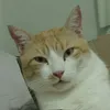 roquiaferreir