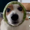 unknown_swede.com