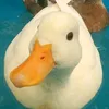 waddles_has_goosebumps
