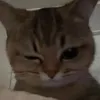 0101.miaow