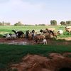 fars_agga