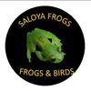 saloyafrogs
