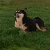 dog237483