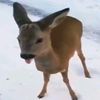 saltygrim